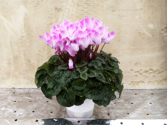 ãæééå®ãé¿èã®é«æ ¡çãææ
蟌ããŠè²ãŠãã·ã¯ã©ã¡ã³ïŒ5å·é¢)