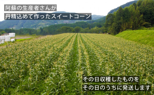【スイートコーン】阿蘇の採れたてスイートコーン  【 5kg 産地直送 恵味ゴールド 恵味スター ドルチェドリーム 期間限定 旬 甘い 美味しい 鮮度 バーベキュー BBQ 夏休み おやつ 熊本 阿蘇 熊本県 阿蘇市】