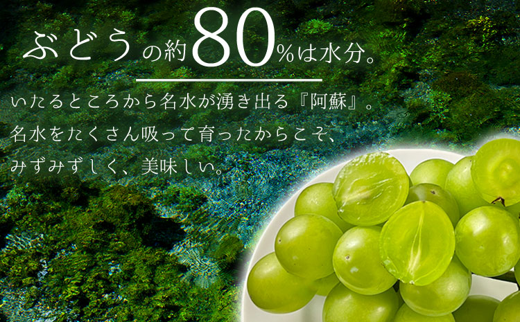 【ふるさと納税】【予約商品】雄宝 1房 約1.2kg 10月 11月 発送 希少 ぶどう 葡萄 果物 くだもの フルーツ 秋 秋の味覚 新鮮 期間限定 皮ごと ブドウ お取り寄せ 産地直送 甘い ジューシー 美味しい みずみずしい 瑞々しい サクサク 熊本県 阿蘇市