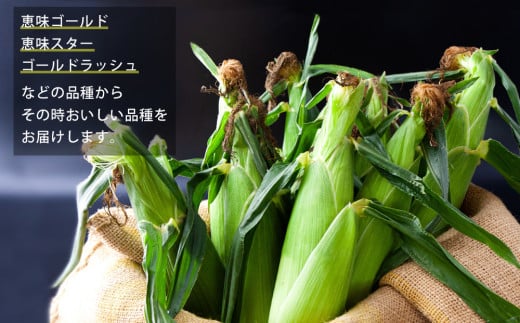 【スイートコーン】阿蘇の採れたてスイートコーン  【 5kg 産地直送 恵味ゴールド 恵味スター ドルチェドリーム 期間限定 旬 甘い 美味しい 鮮度 バーベキュー BBQ 夏休み おやつ 熊本 阿蘇 熊本県 阿蘇市】