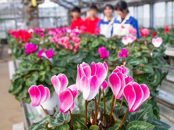 ãæééå®ãé¿èã®é«æ ¡çãææ
蟌ããŠè²ãŠãã·ã¯ã©ã¡ã³ïŒ5å·é¢)