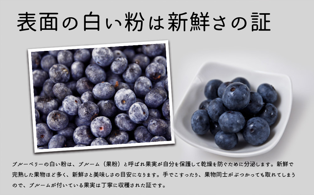 【冷凍】 有機JAS認証 オーガニック ブルーベリー 500g (250g×2P) 果物 フルーツ 有機JAS 小分け 冷凍 アイス スムージー ジュース ジェラート アレンジ 安心 安全 熊本 阿蘇