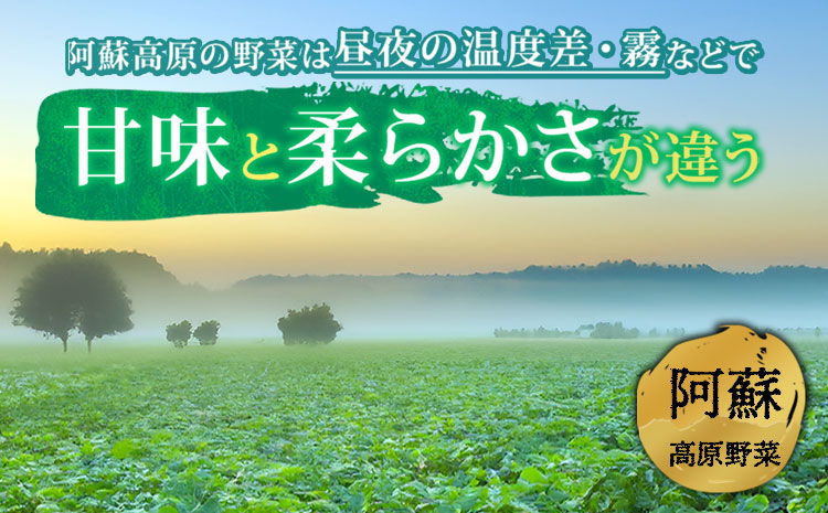 【定期便 全6回】<畑から直送>季節のお野菜セット Mサイズ  野菜 5〜7品  お取り寄せ　九州産　詰め合わせ 新鮮 減農薬 高原 旬 産地直送 採れたて 甘い 美味しい 人気 安心 安全 熊本県 阿蘇市
