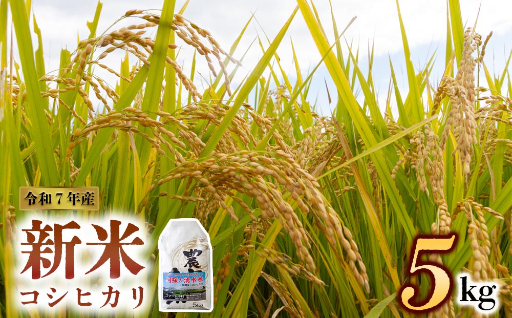 【予約】新米 令和7年産 コシヒカリ 5kg（白米）ファーム中村  お米  人気 美味しい 弾力 粘り 食感 熊本県 阿蘇市