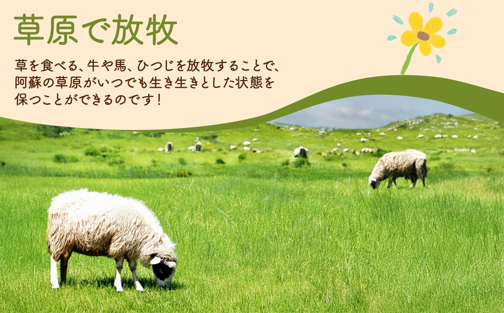 阿蘇地域で生産した貴重な国産羊肉のジンギスカン！  国産羊肉 ジンギスカン 熊本特産 晩白柚風味  羊肉レシピ 簡単調理 焼くだけ 本格ジンギスカン  熊本グルメ ご当地グルメ 特製漬け込み お取り寄せグルメ BBQ食材 ご飯に合う ヘルシー肉 風味豊かな羊肉 熊本県　阿蘇市