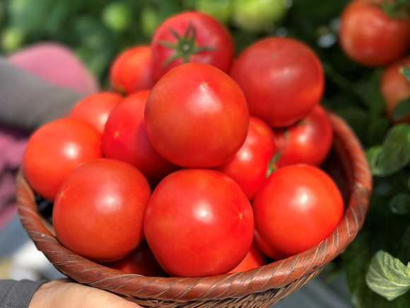 赤熟もぎりの王様トマトと大阿蘇山麓トマトのセット