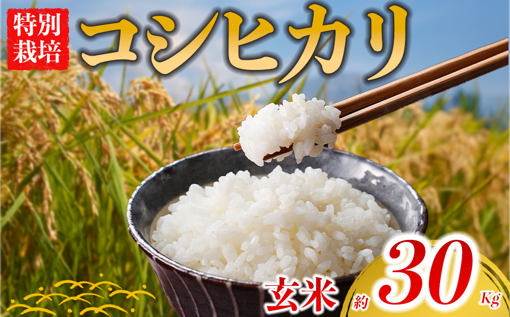 【お米】特別栽培米 コシヒカリ 約30kg×1【（玄米）阿蘇アグロスタイル 米 ごはん 人気 美味しい コシヒカリ 甘味 もちもち なめらか 減農薬 湧水 熊本 阿蘇 熊本県 阿蘇市】