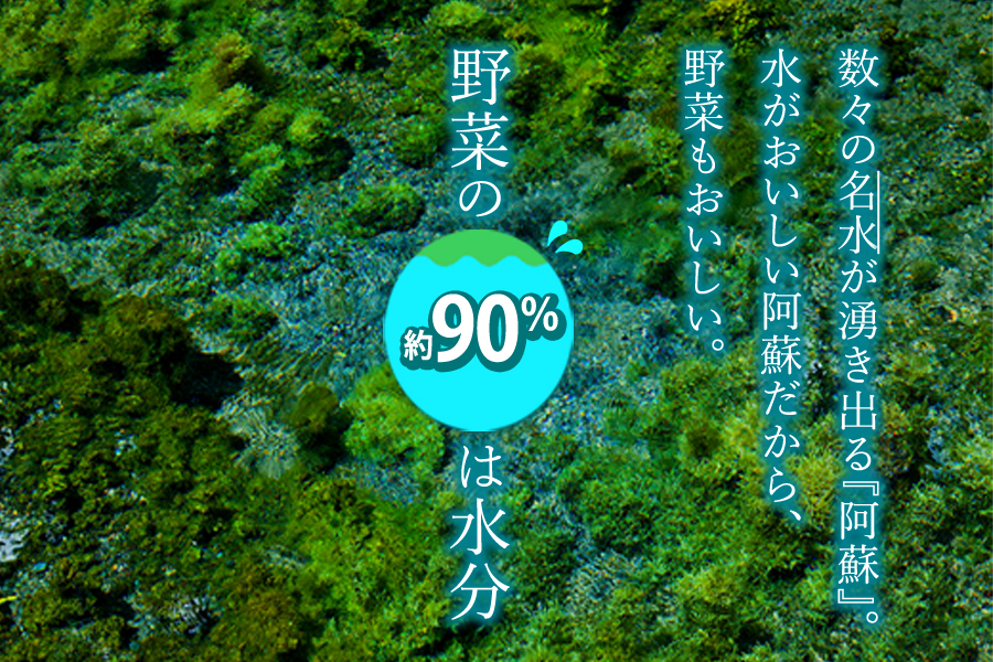 季節のお野菜セット Mサイズ 野菜 5〜7品 詰め合わせ 新鮮 減農薬 高原 旬 産地直送 採れたて 甘い 美味しい 人気 安心 安全  熊本県 阿蘇市