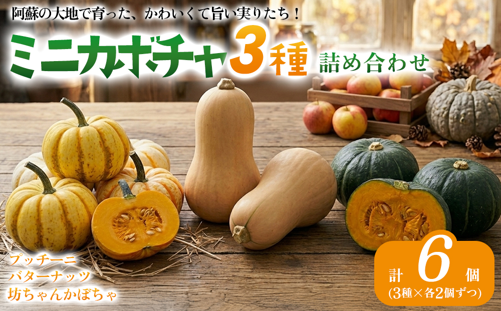 【7月中旬より順次発送】阿蘇産 ミニカボチャ詰め合わせ３種セット (バターナッツ　プッチーニ　坊ちゃん) 3種×2個ずつ 計6個 おすそわけ農園 野菜 やさい セット 詰め合わせ 旬 新鮮 食べ比べ 熊本県 阿蘇市
