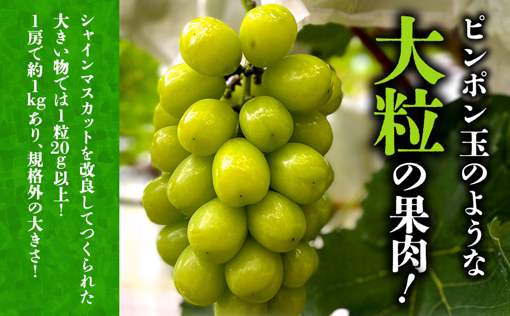 【ふるさと納税】【予約商品】雄宝 1房 約1.2kg 10月 11月 発送 希少 ぶどう 葡萄 果物 くだもの フルーツ 秋 秋の味覚 新鮮 期間限定 皮ごと ブドウ お取り寄せ 産地直送 甘い ジューシー 美味しい みずみずしい 瑞々しい サクサク 熊本県 阿蘇市