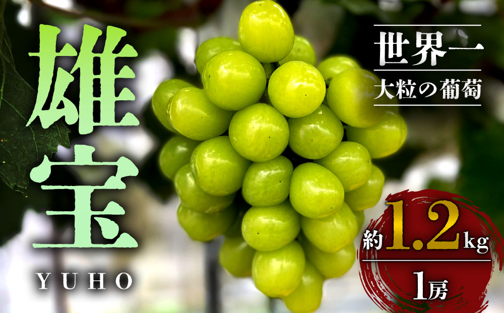 [ふるさと納税][予約商品]雄宝 1房 約1.2kg 10月 11月 発送 希少 ぶどう 葡萄 果物 くだもの フルーツ 秋 秋の味覚 新鮮 期間限定 皮ごと ブドウ お取り寄せ 産地直送 甘い ジューシー 美味しい みずみずしい 瑞々しい サクサク 熊本県 阿蘇市