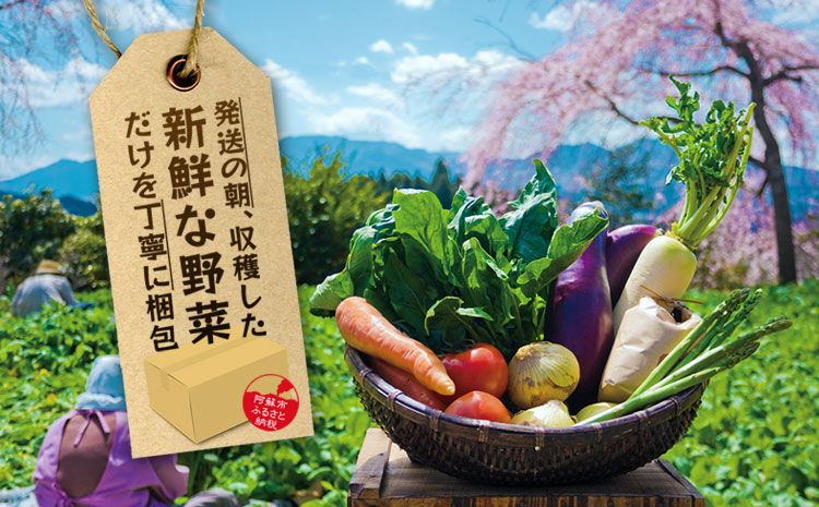 【定期便 全6回】<畑から直送>季節のお野菜セット XLサイズ  野菜 11〜13品  詰め合わせ 新鮮 減農薬 高原 旬 産地直送 採れたて 甘い 美味しい 人気 安心 安全 熊本県 阿蘇市