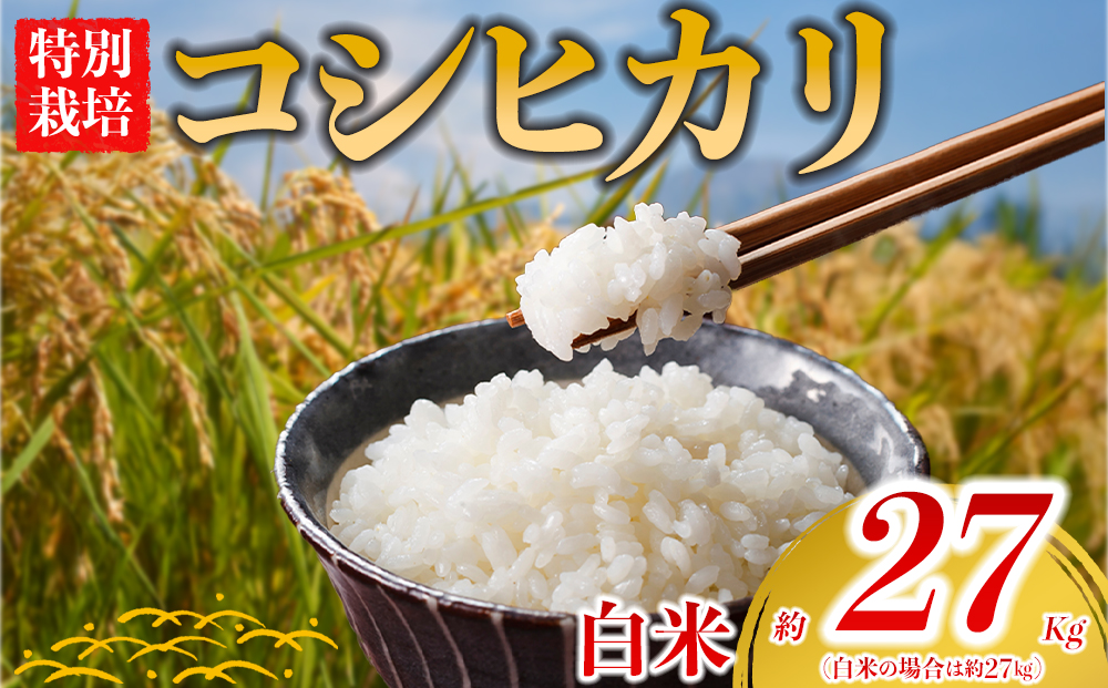 [お米]特別栽培米 コシヒカリ 約27kg×1[(白米)阿蘇アグロスタイル 米 ごはん 人気 美味しい コシヒカリ 甘味 もちもち なめらか 減農薬 湧水 熊本 阿蘇 熊本県 阿蘇市]
