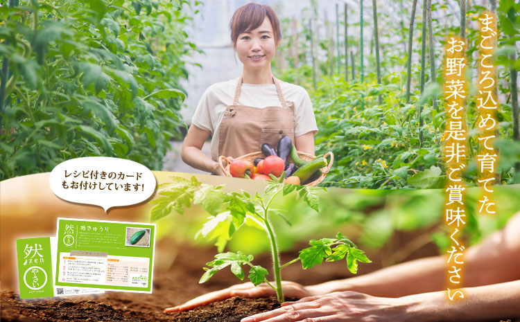 季節のお野菜セット 野菜 セット 詰め合わせ 新鮮 減農薬 旬 産地直送 採れたて 美味しい 人気 自然 安心 安全 旬 熊本 阿蘇