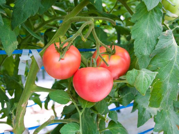いっちゃん農園 王様トマト～麗月～1kg