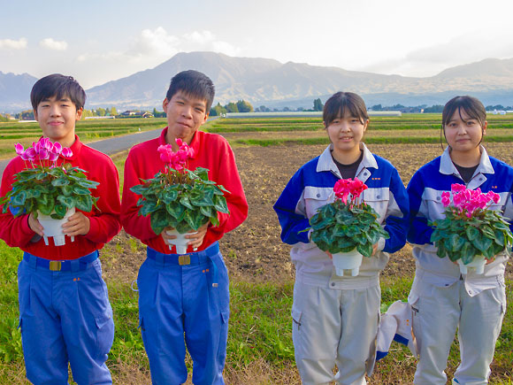 【期間限定】阿蘇の高校生が愛情込めて育てたシクラメン（5号鉢)