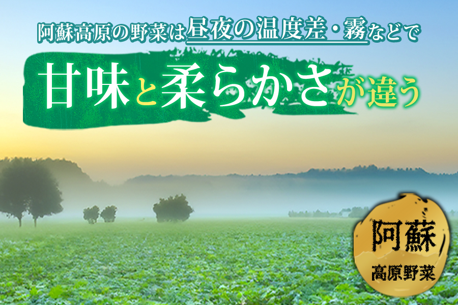 季節のお野菜セット Mサイズ 野菜 5〜7品 詰め合わせ 新鮮 減農薬 高原 旬 産地直送 採れたて 甘い 美味しい 人気 安心 安全  熊本県 阿蘇市