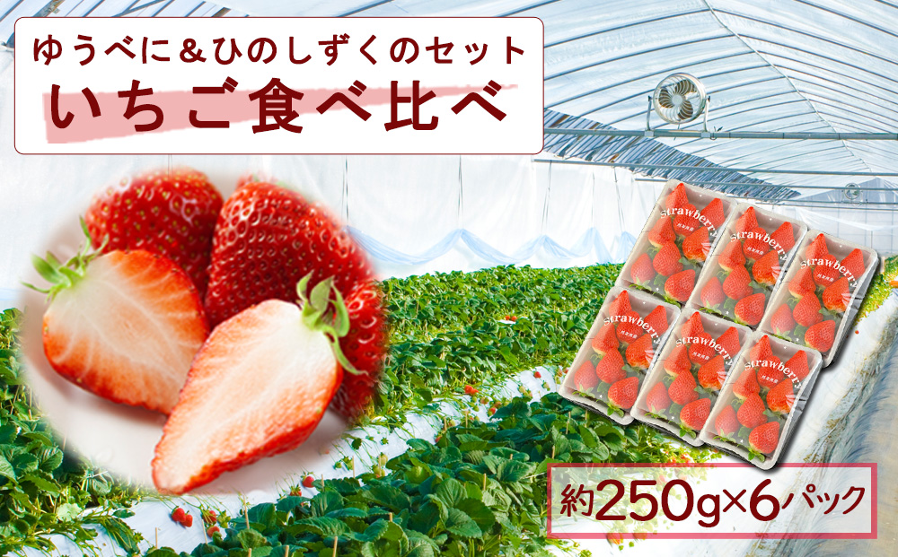 いちご 食べ比べセット ゆうべに・ひのしずく 各3パック 計6パック 高藤農園 美味しい 人気 あまい 甘い イチゴ 詰め合わせ フルーツ ゆうべに ひのしずく ふるさと納税 熊本 阿蘇