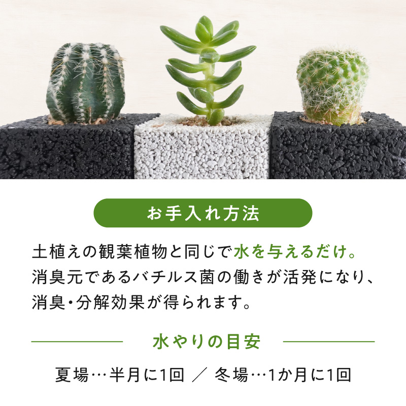 S060-122_ãã¥ãŒãã»ãã¥ãŒãªãªãäžçåã®æ¶èã°ãªãŒã³(ãµããã³ã»å€èæ€ç©ïŒ