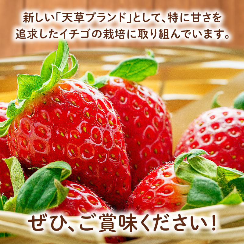 S186-001-03_【3月〜5月発送】朝摘み完熟イチゴセット（マロンベリー・すずりん）