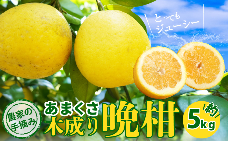 S040-032_農家の手摘み　あまくさ木成り晩柑　5kg