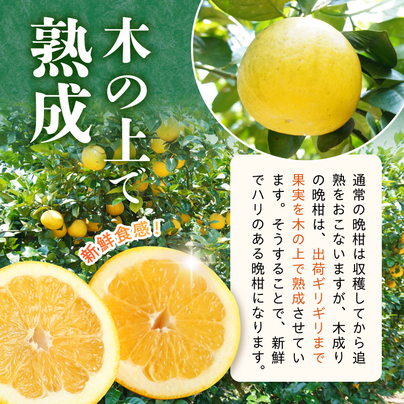S040-023_霎イ螳カ縺ョ謇区遭縺ソ縺ゅ∪縺上&譛ィ謌舌j譎ゥ譟 縲邏7.5kg