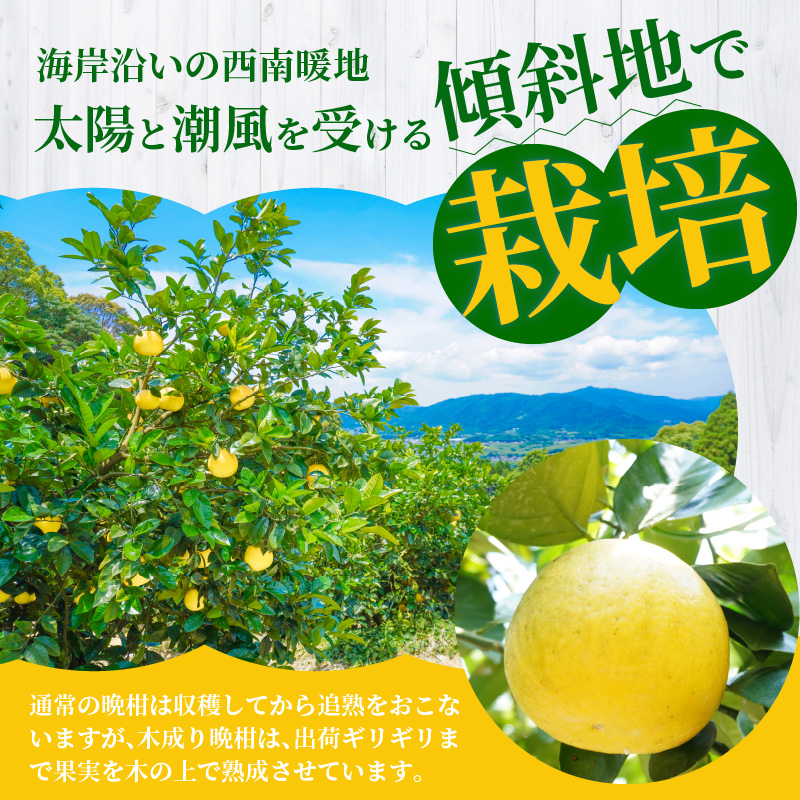 S040-032_農家の手摘み　あまくさ木成り晩柑　5kg