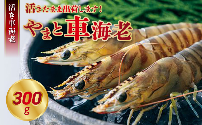 S010-004_活き車海老「やまと車海老」300g〈先行予約〉