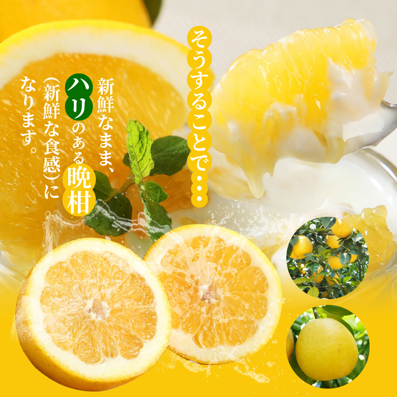 S040-032_農家の手摘み　あまくさ木成り晩柑　5kg