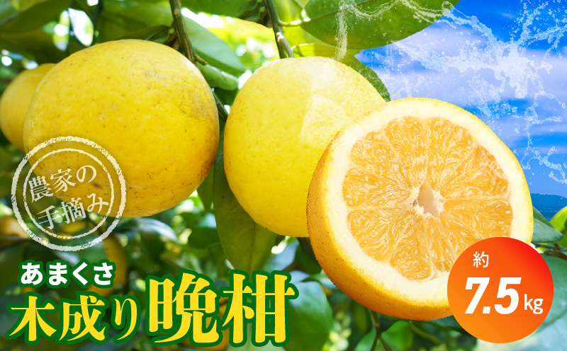 S040-023_農家の手摘みあまくさ木成り晩柑 　約7.5kg