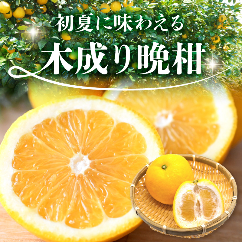 S040-032_èŸ²å®¶ã®ææã¿ãããŸããæšæãæ©æã5kg