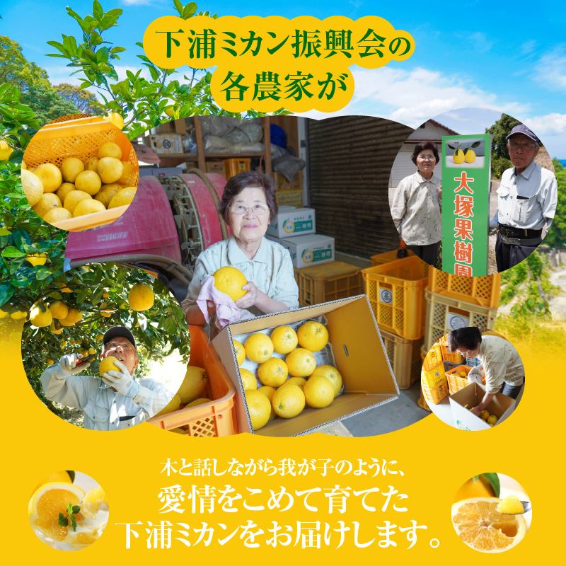 S040-032_農家の手摘み　あまくさ木成り晩柑　5kg