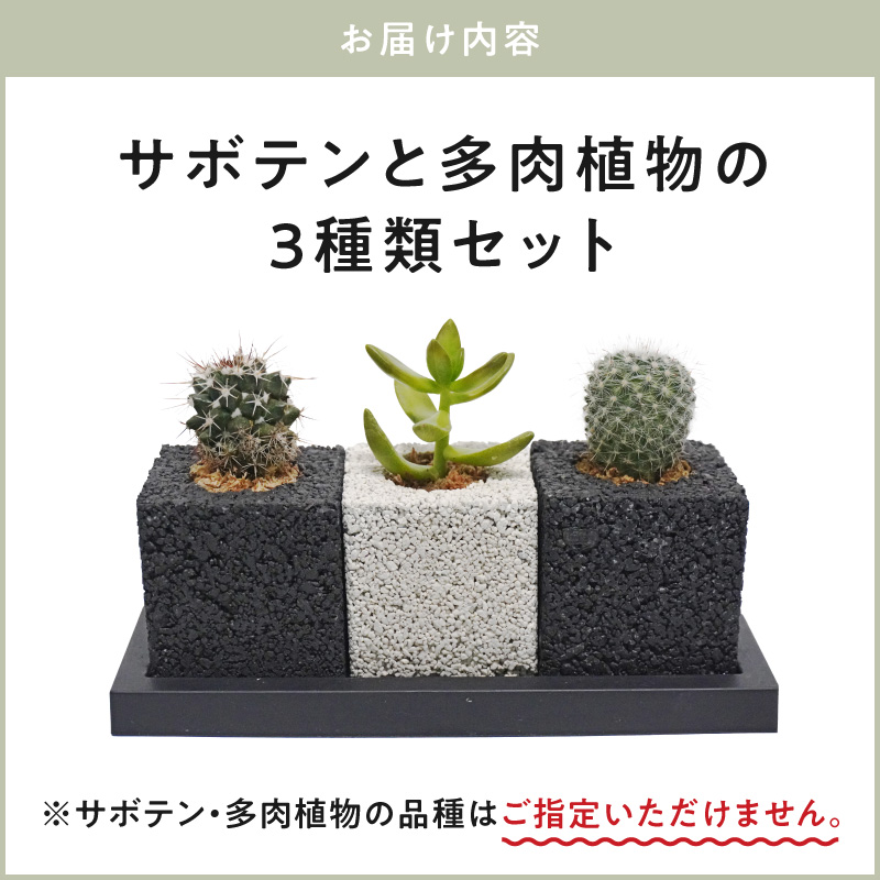 S060-122_ãã¥ãŒãã»ãã¥ãŒãªãªãäžçåã®æ¶èã°ãªãŒã³(ãµããã³ã»å€èæ€ç©ïŒ