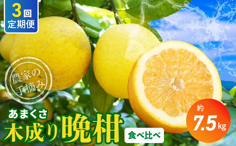 S040-024_【定期便3回】もぎたて！！ 愛情たっぷりあまくさ木成り晩柑食べ比べコース