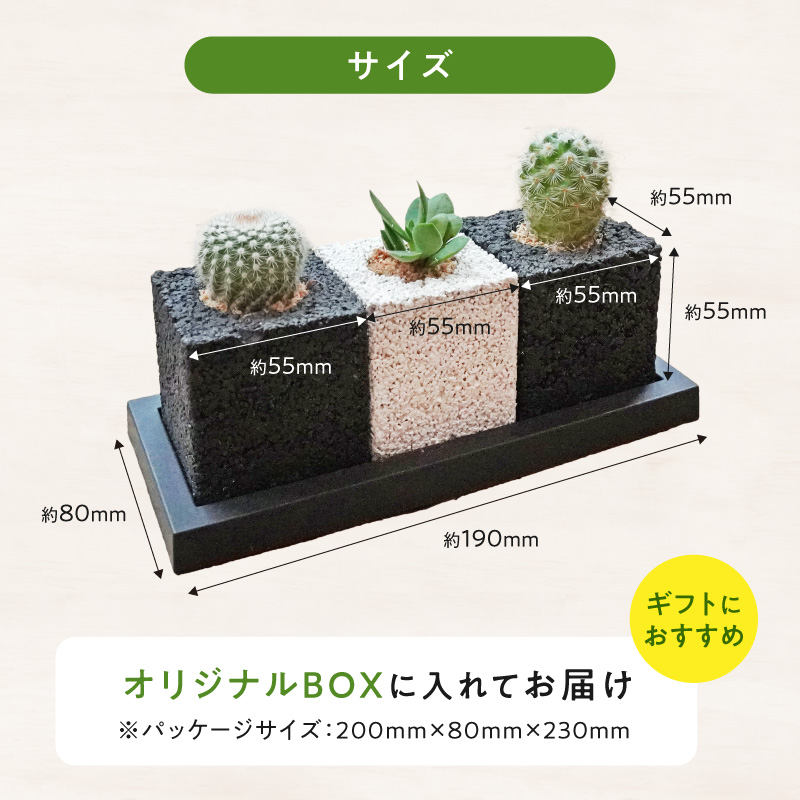 S060-122_ãã¥ãŒãã»ãã¥ãŒãªãªãäžçåã®æ¶èã°ãªãŒã³(ãµããã³ã»å€èæ€ç©ïŒ