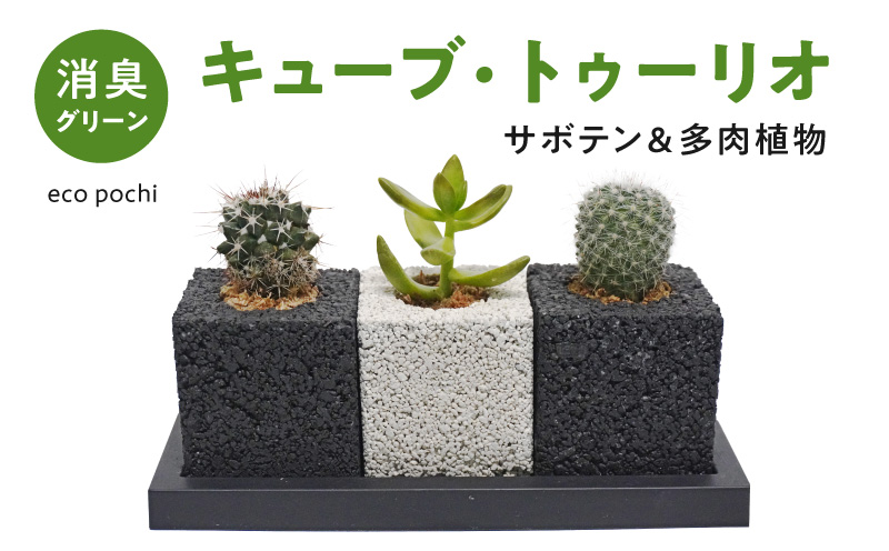 S060-122_キューブ・トゥーリオ　世界初の消臭グリーン(サボテン・多肉植物）