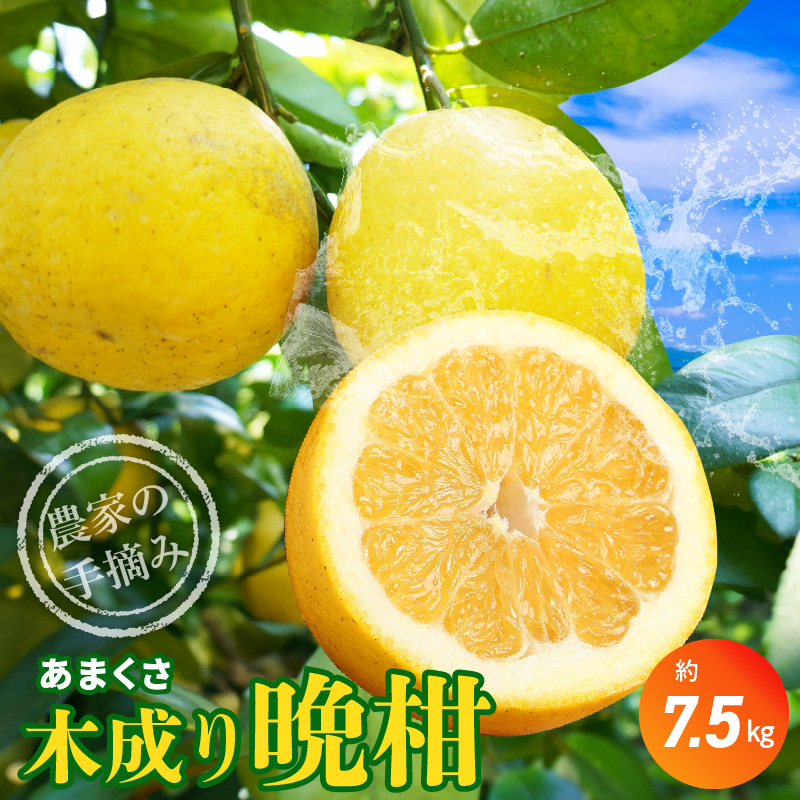 S040-023_農家の手摘みあまくさ木成り晩柑 　約7.5kg