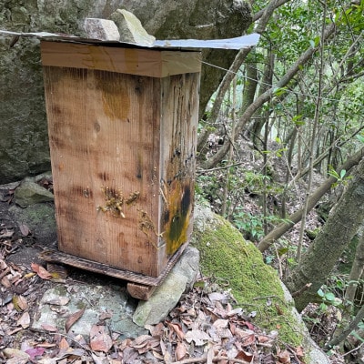 【数量限定】熊本県 美里町 はちみつ 純蜜 900g【中蓮寺農園】【1586106】