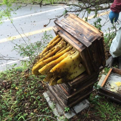 【数量限定】熊本県 美里町 はちみつ 純蜜 900g【中蓮寺農園】【1586106】