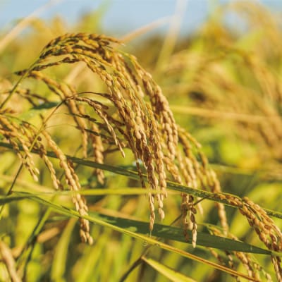 【令和7年産】九州のお米食味コンクール2年連続優勝!熊本県美里町のお米ヒノヒカリ玄米　10kg×1袋【1681373】