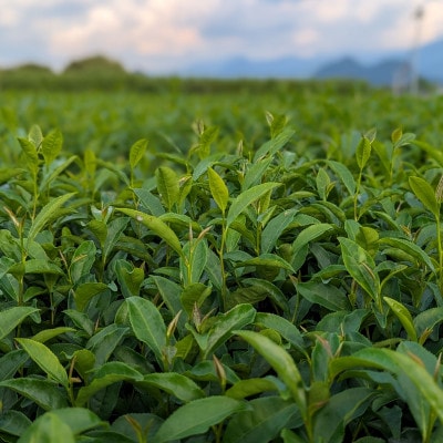 熊本県美里町産【JAS有機認証】生姜紅茶(2gティーバッグ 20袋)2個【1623617】