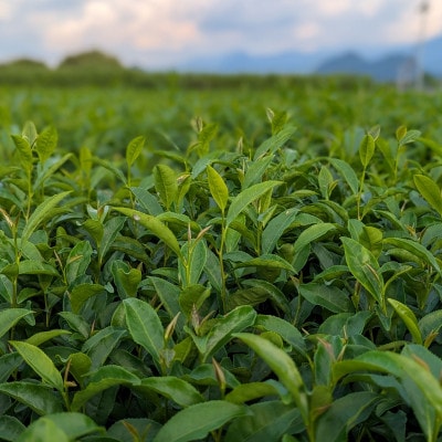 熊本県美里町産【JAS有機認証】GABA紅茶(3gティーバッグ 15袋)2個【1623596】