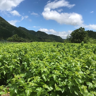 熊本県美里町産　有機栽培認証　桑の葉茶(100g×2個)【1219571】