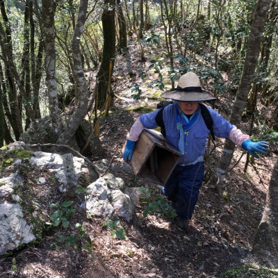 【数量限定】熊本県 美里町 はちみつ 純蜜 900g【中蓮寺農園】【1586106】