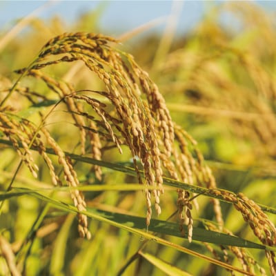 ãæ¯æå®æäŸ¿ãä¹å·ã®ãç±³é£å³ã³ã³ã¯ãŒã«2幎é£ç¶åªå!ãããã«ãª5kgå
š3åã4077576ã