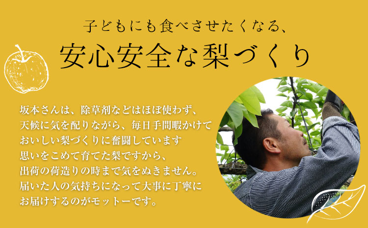 さかもと果樹園の玉東梨 秋麗梨 約5kg (6玉-18玉前後) 《8月中旬-8月下旬頃出荷》【日付指定不可】 熊本県玉名郡玉東町 梨 なし 果物 フルーツ 秋麗