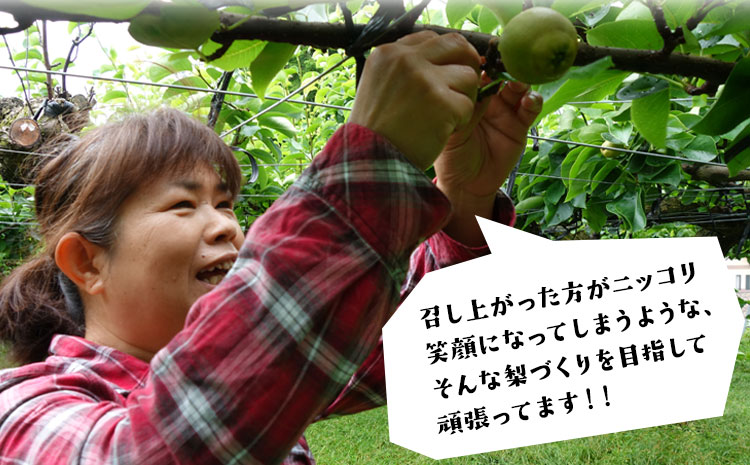 『ゆみちゃん農園』の玉東梨 甘太梨 約5kg 7玉-16玉前後 《2026年8月下旬-10月上旬頃出荷》熊本県玉名郡玉東町 梨 なし 果物 フルーツ 旬の梨