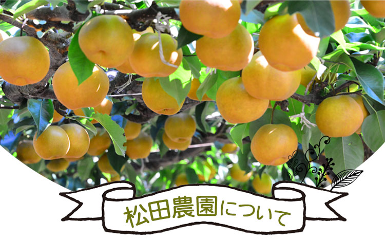 【先行予約】秋 旬 梨 期間限定 【日付指定不可】梨 『松田農園』の くまもと 梨 たっぷり 約2kg 5-7玉前後《7月下旬-9月末頃出荷》 予約 受付中 熊本県玉名郡玉東町『松田農園』なし 果物 スイーツ フルーツ デザート スムージー  SDG`s