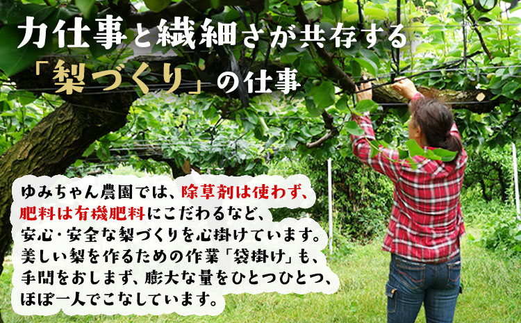 『ゆみちゃん農園』の玉東梨 甘太梨 約5kg 7玉-16玉前後 《2026年8月下旬-10月上旬頃出荷》熊本県玉名郡玉東町 梨 なし 果物 フルーツ 旬の梨