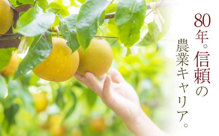 【先行予約】秋 旬 梨 期間限定 【日付指定不可】梨 『松田農園』の くまもと 梨 たっぷり 約2kg 5-7玉前後《7月下旬-9月末頃出荷》 予約 受付中 熊本県玉名郡玉東町『松田農園』なし 果物 スイーツ フルーツ デザート スムージー  SDG`s